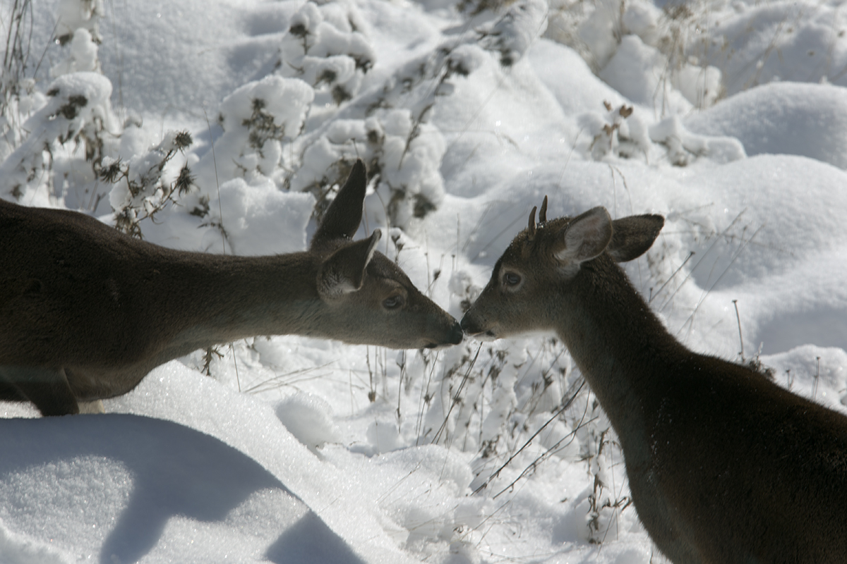 Little Bucky Makes a New Friend