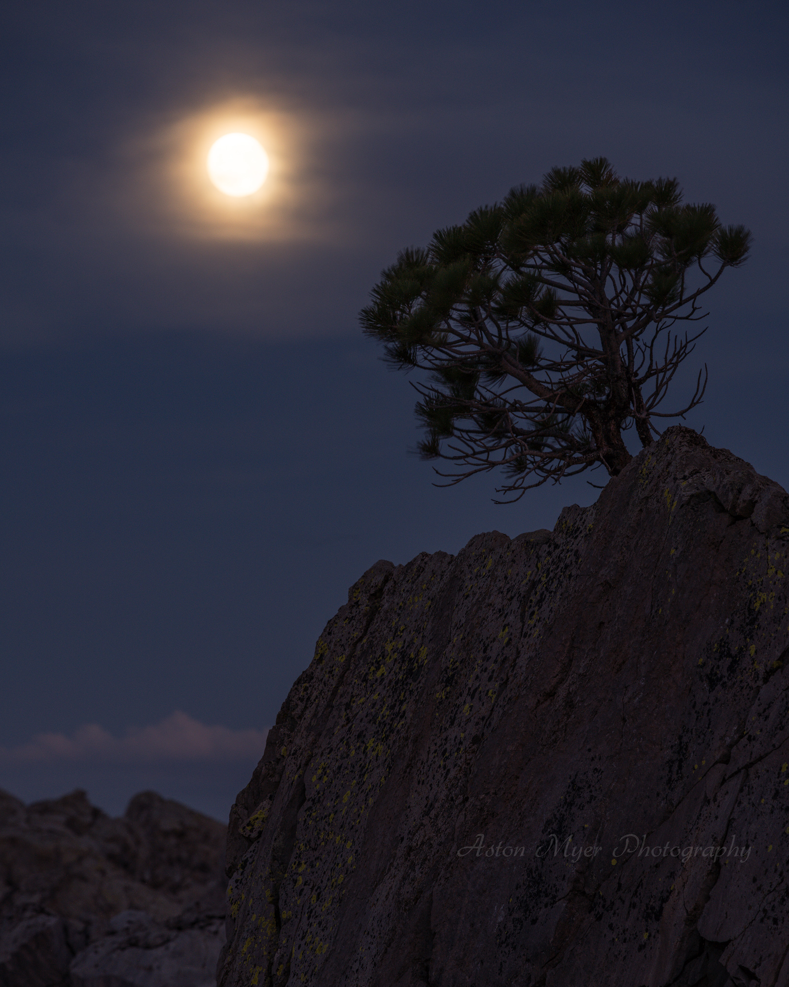 Lonely Pine and the Moon.jpg