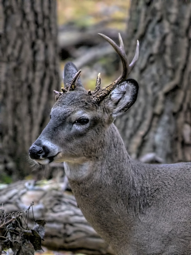 Look At Those Horns