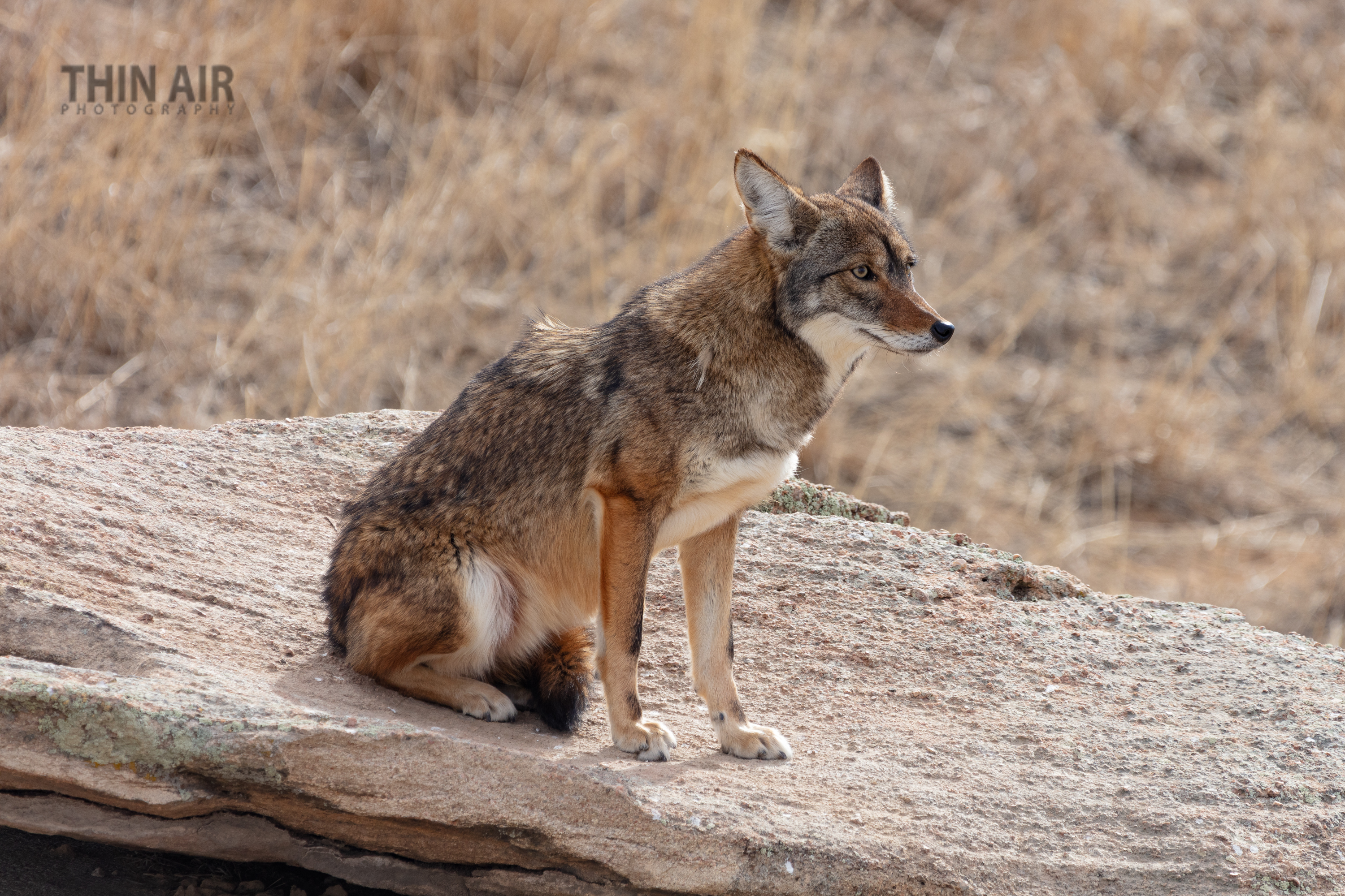 LRCC_Coyote_sRGB_FW_TAP45027