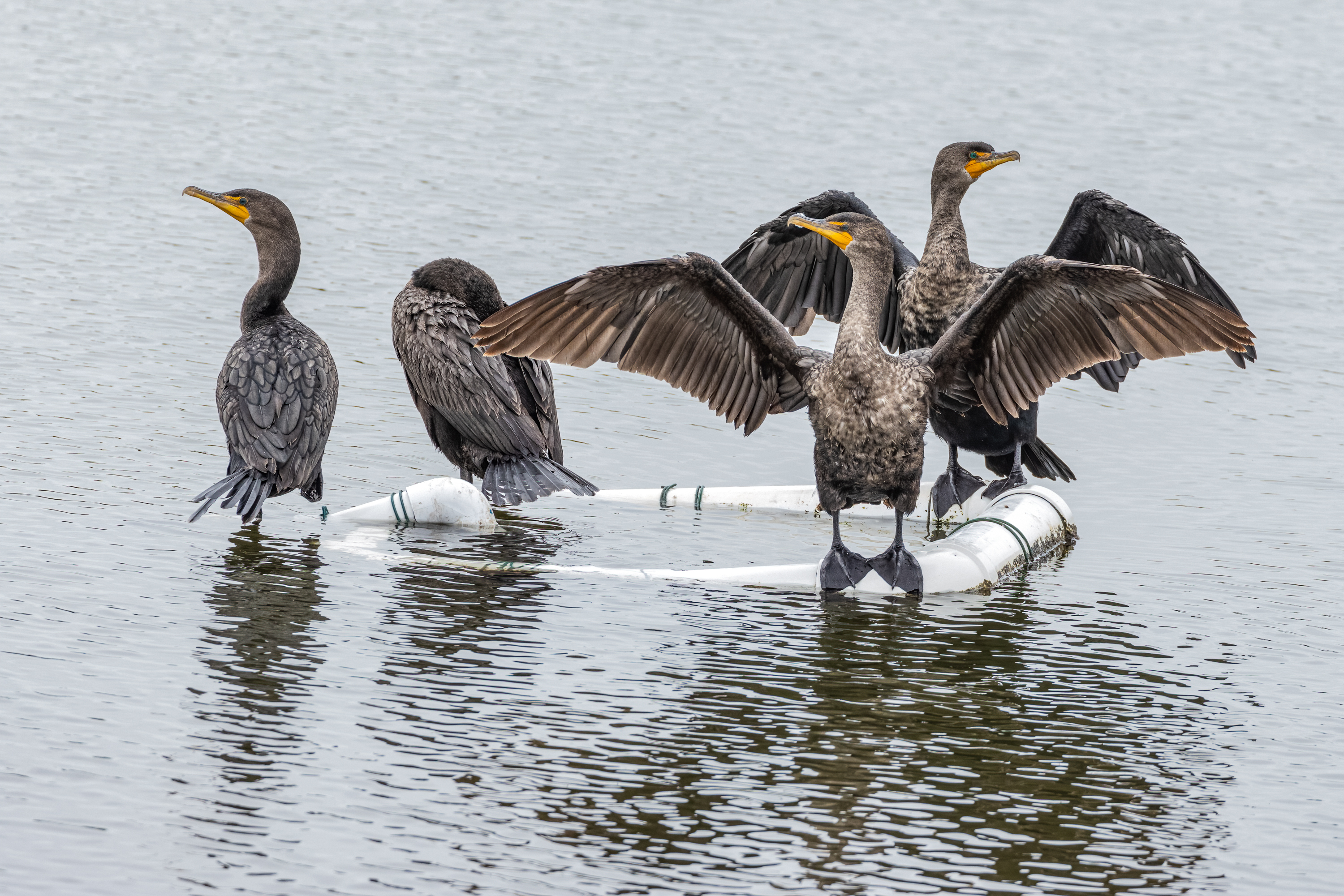 LRCC_sRGB_DoubleCrestedCormorants_FW_TAP_2605-Edit.jpg