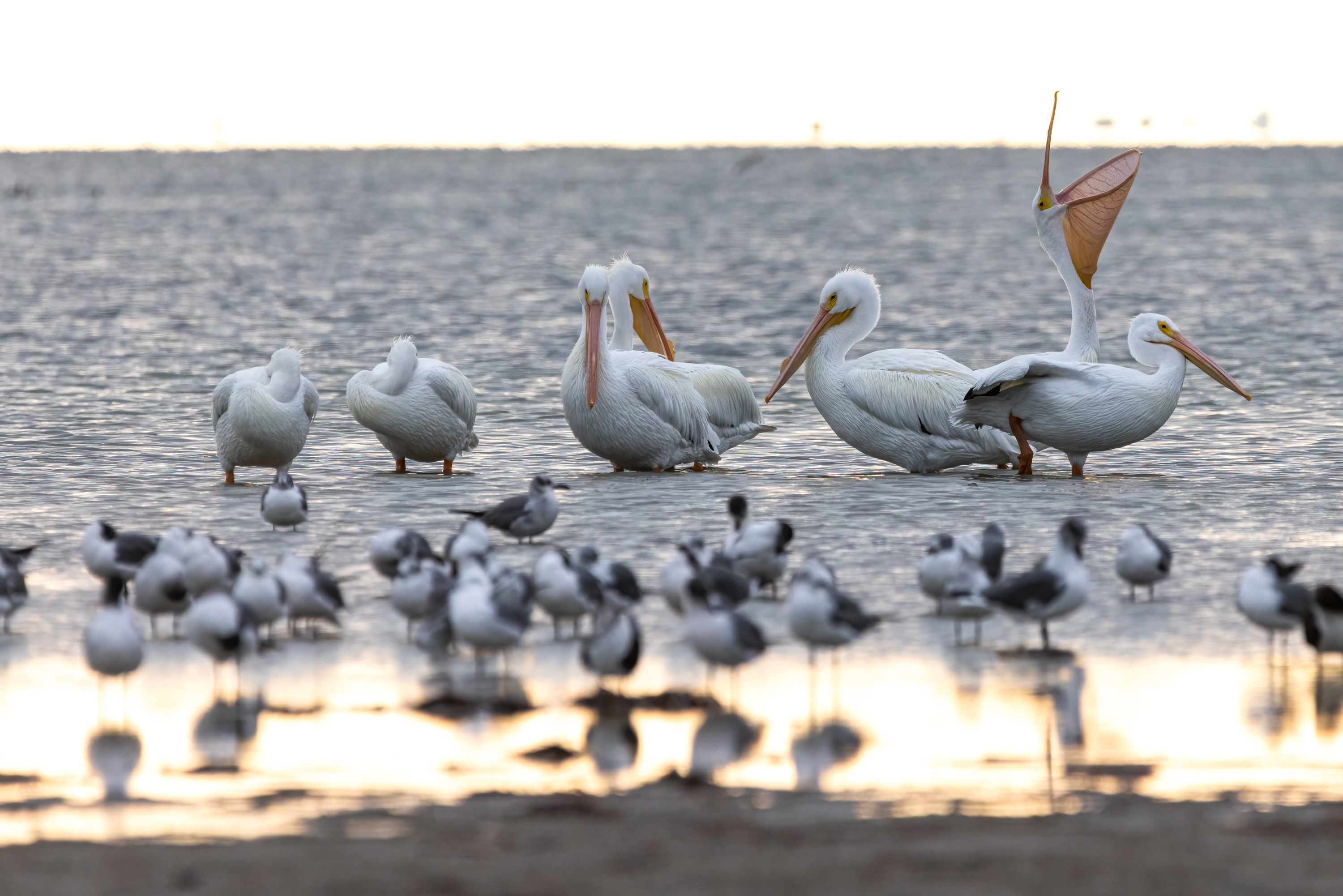 LRCC_sRGB_FW_AmWhitePelicans_TAP_2703-Edit.jpg