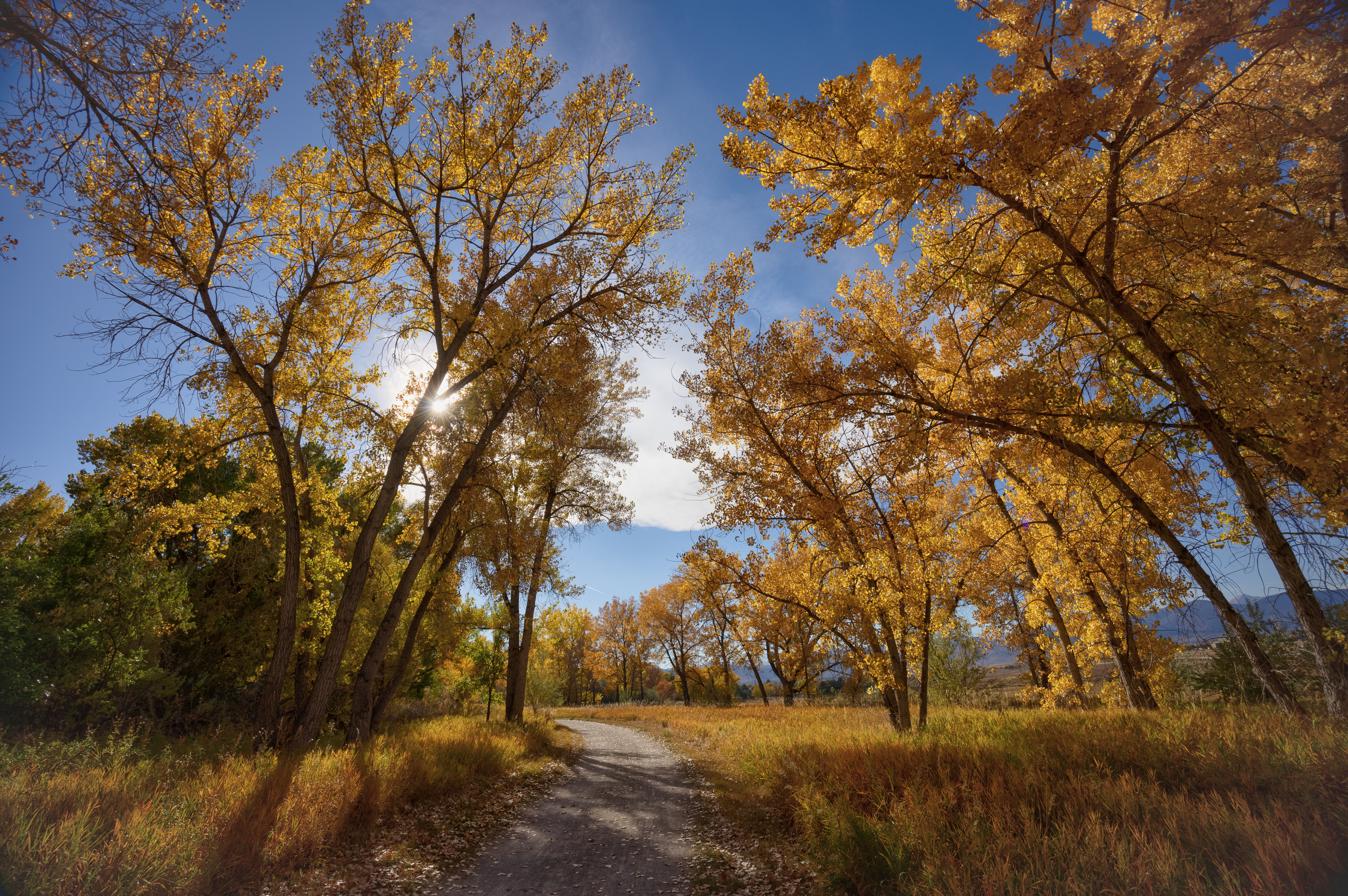 LRCC_sRGB_FW_GoldenCanopy_sRGB_TAP_9317_8_9_Balancer.jpg