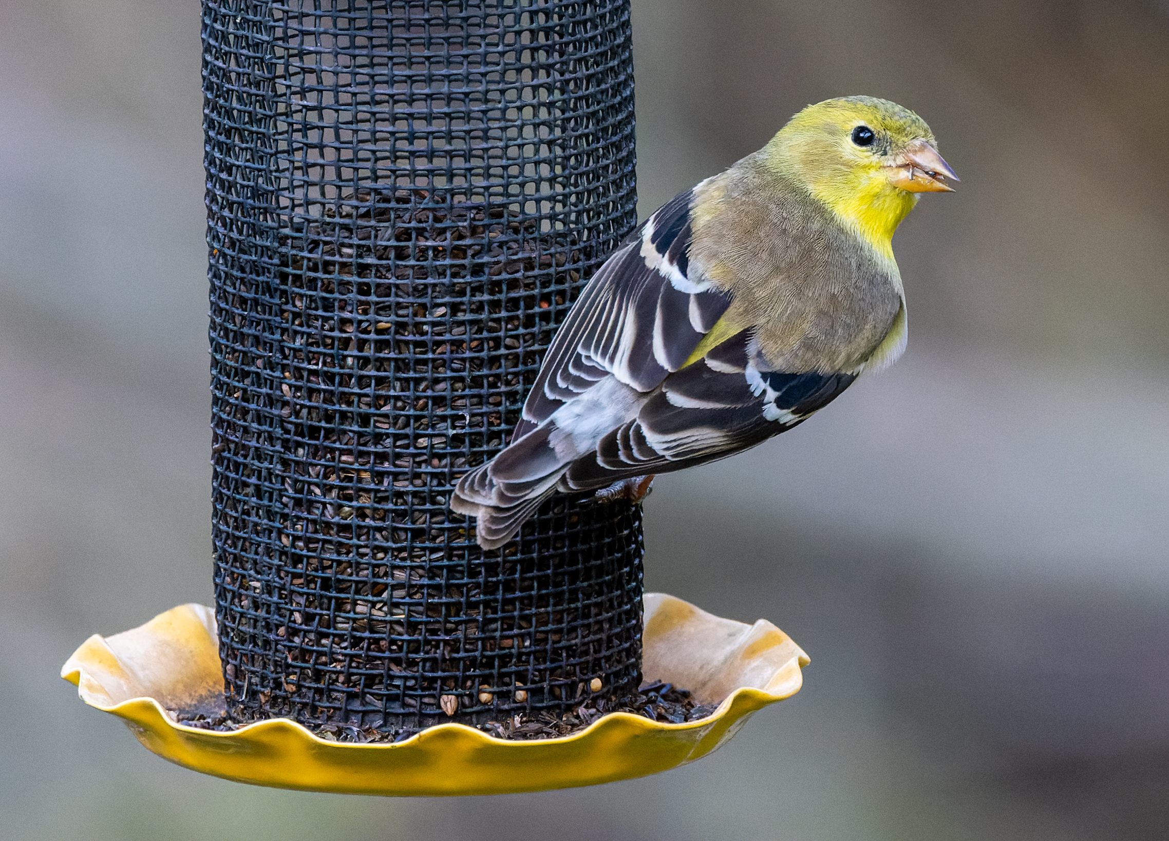 LRCC_sRGB_FW_Goldfinch_TAP_4466-CR3_DxO_DeepPRIME.jpg