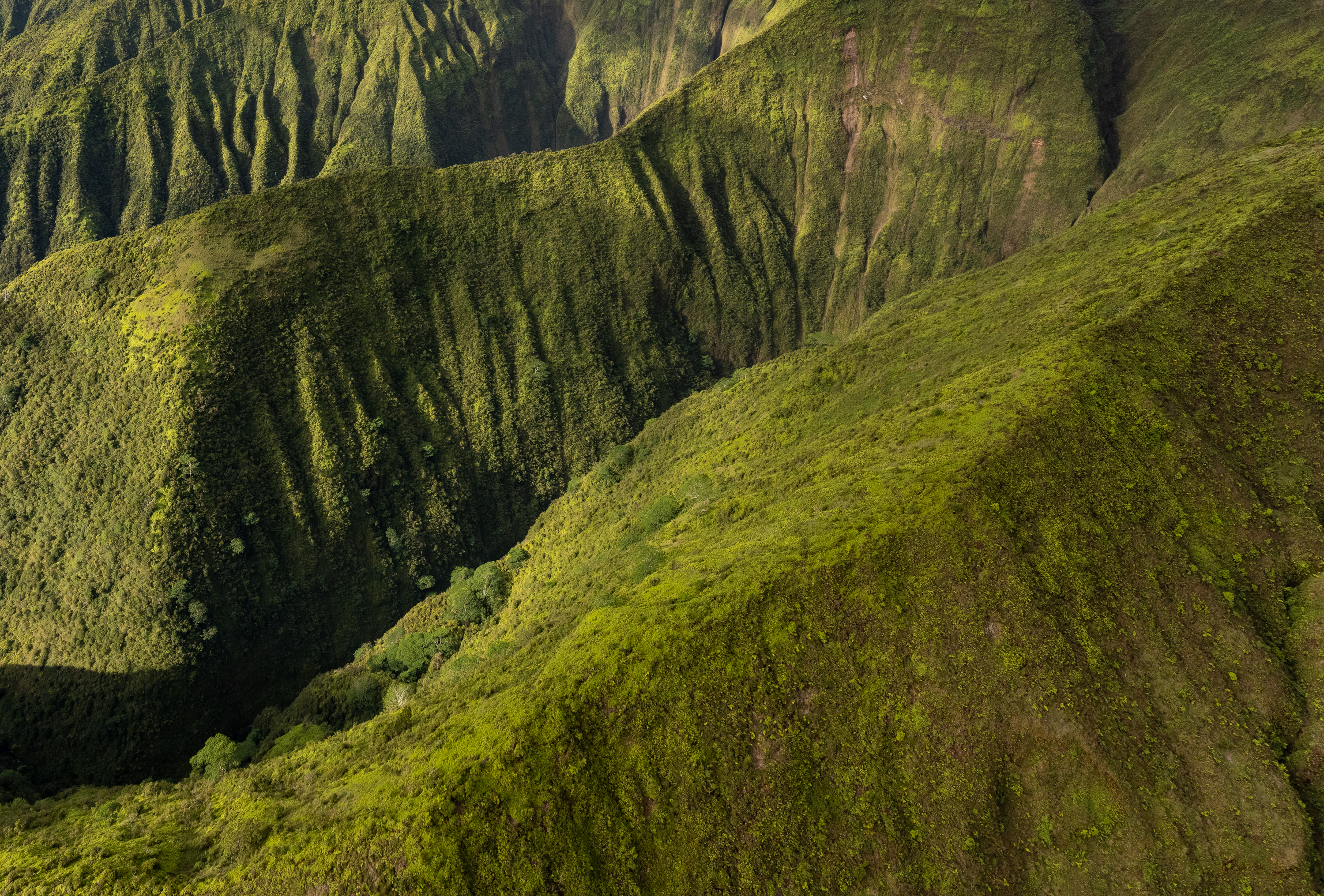 LRCC_sRGB_FW_JungleDetail_TAP_5726.jpg