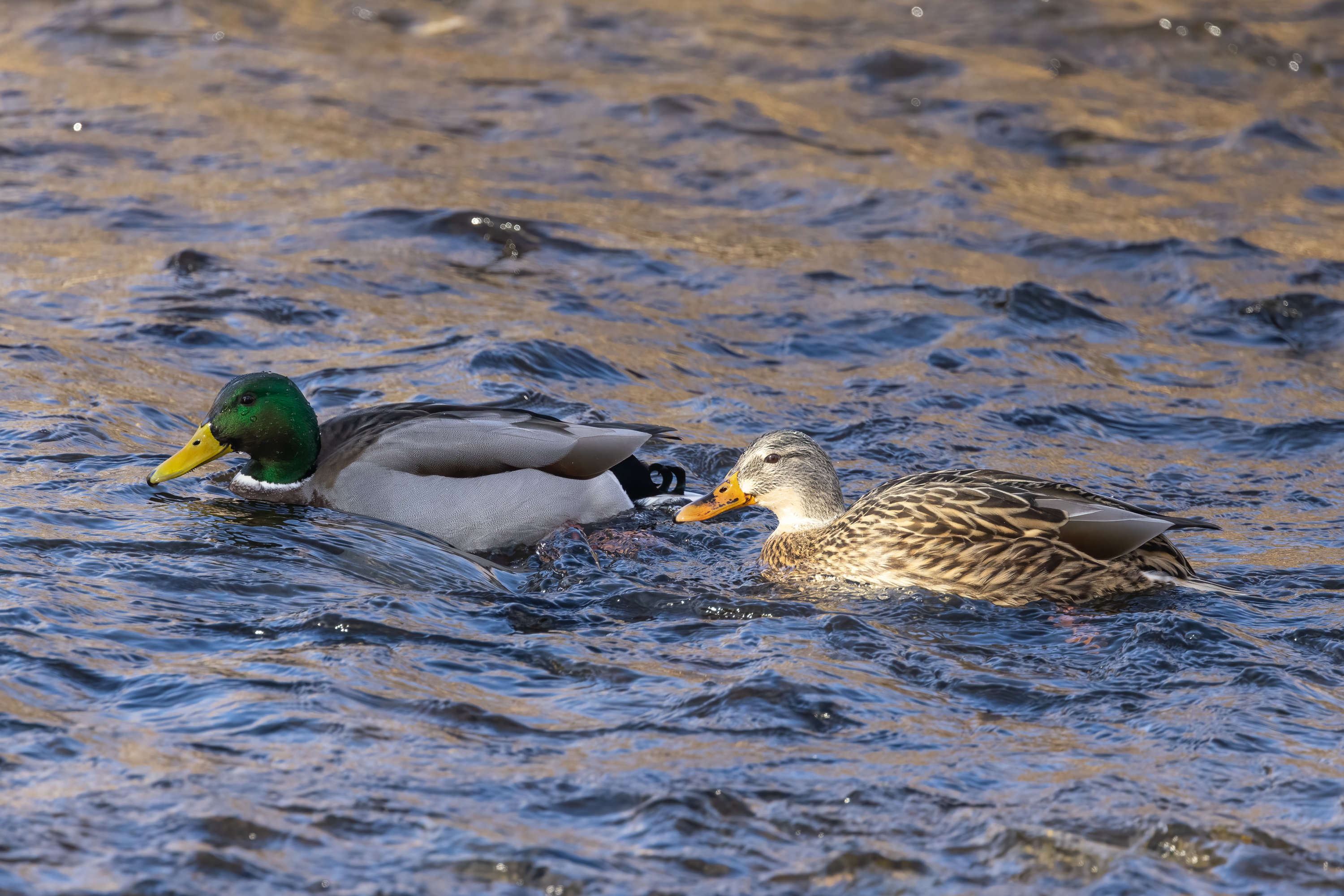 LRCC_sRGB_FW_MallardCouple_TAP_1924.jpg