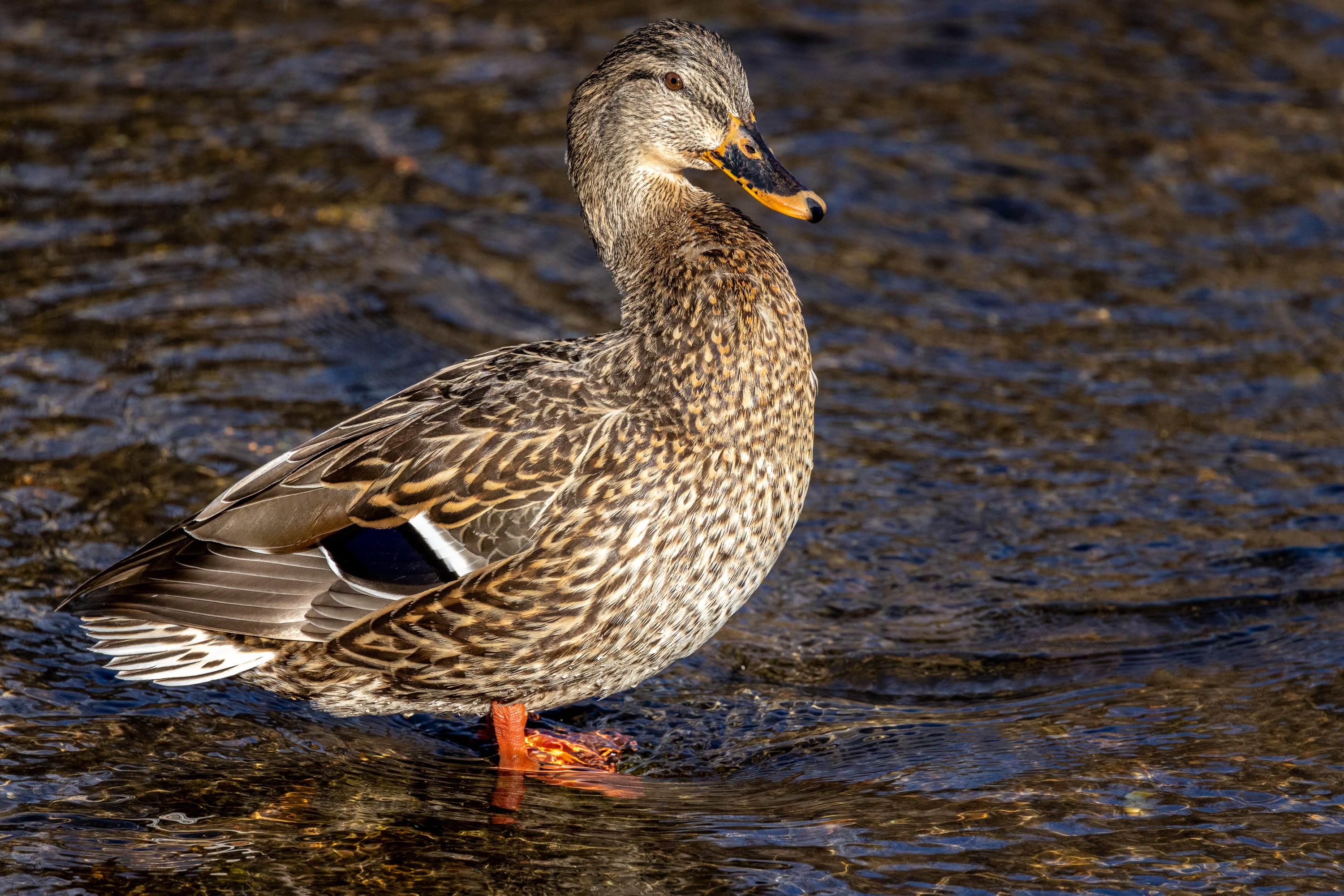 LRCC_sRGB_FW_StandingLadyDuck_TAP_2182.jpg