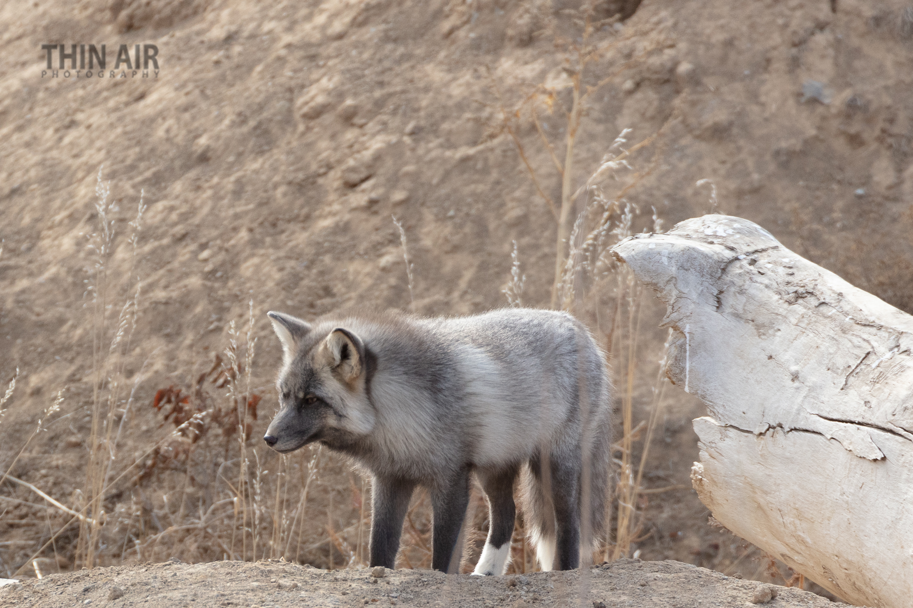 LRCC_StaringFox_sRGB_FW_TAP45406