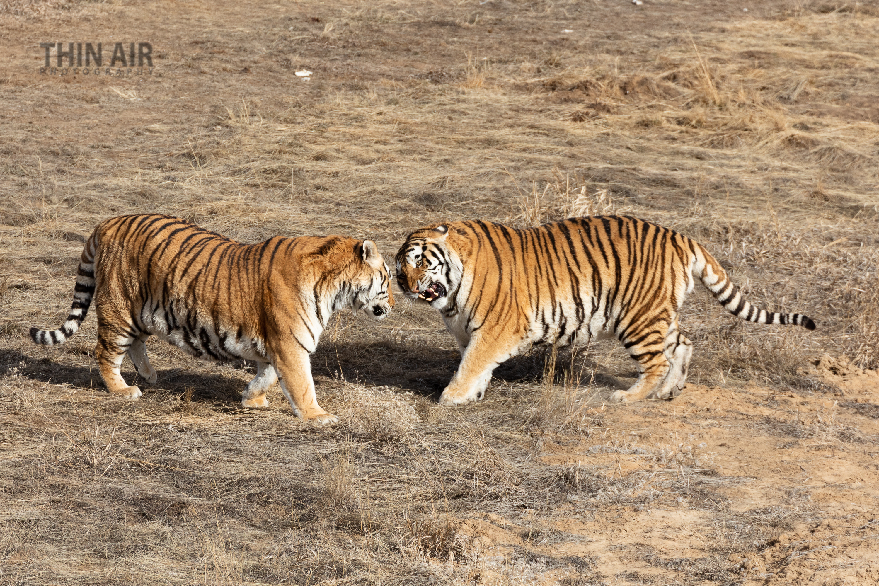 LRCC_TigerTussle2_sRGB_FW_TAP45257