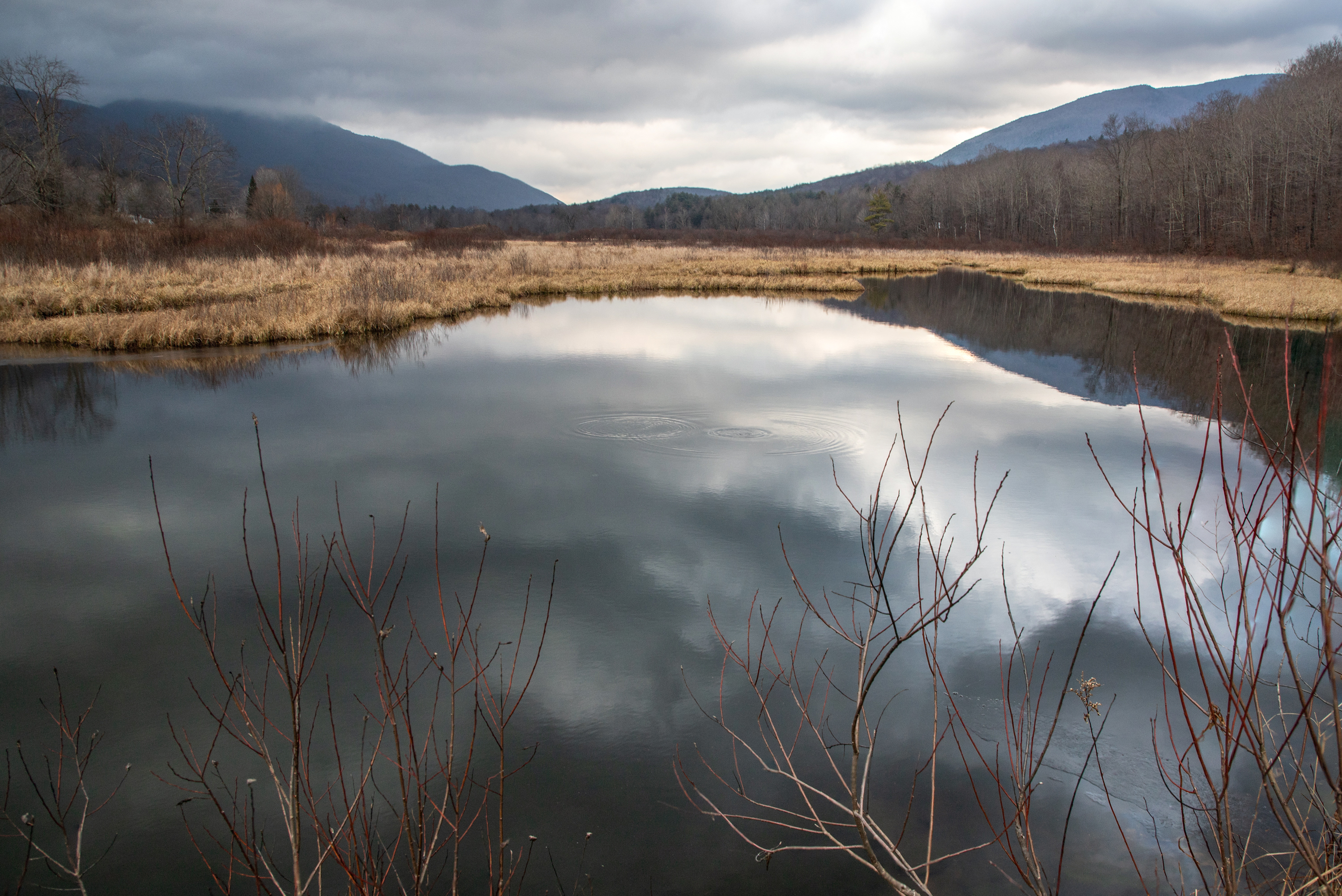 Marsh View