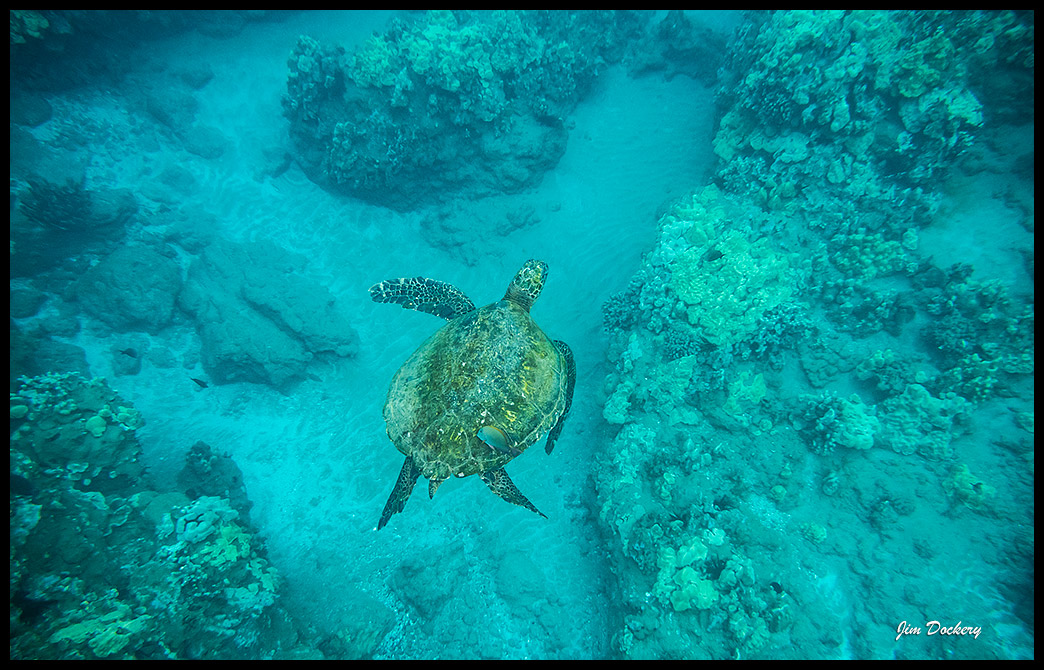 Maui-Snorkle-4.20a-(128)