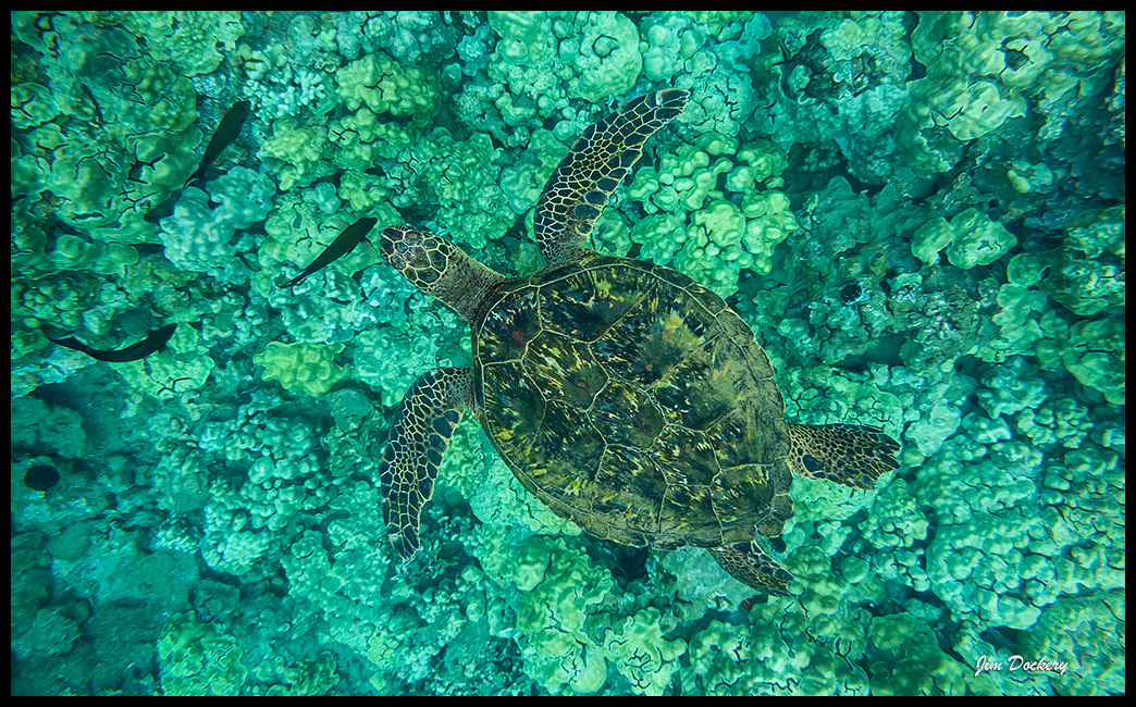 Maui-Snorkle-4.20a-(436)