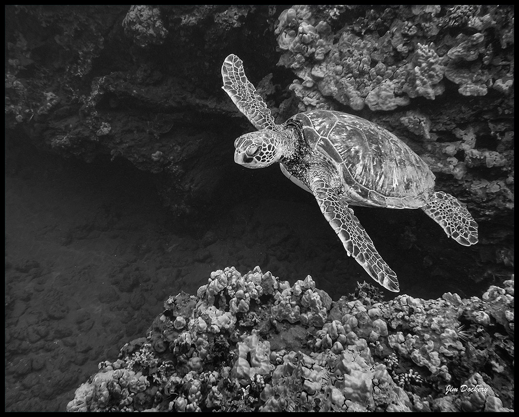 Maui-Snorkle-4.20a-(494)