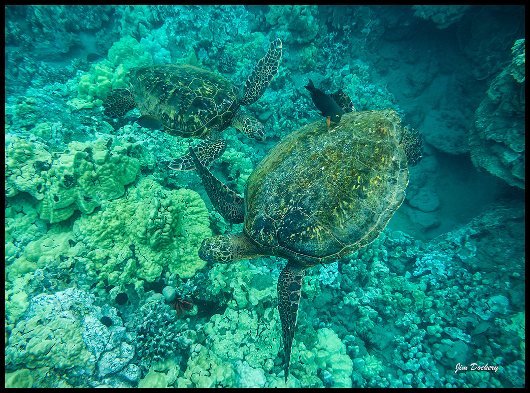 Maui-Snorkle-4.20b-(103)