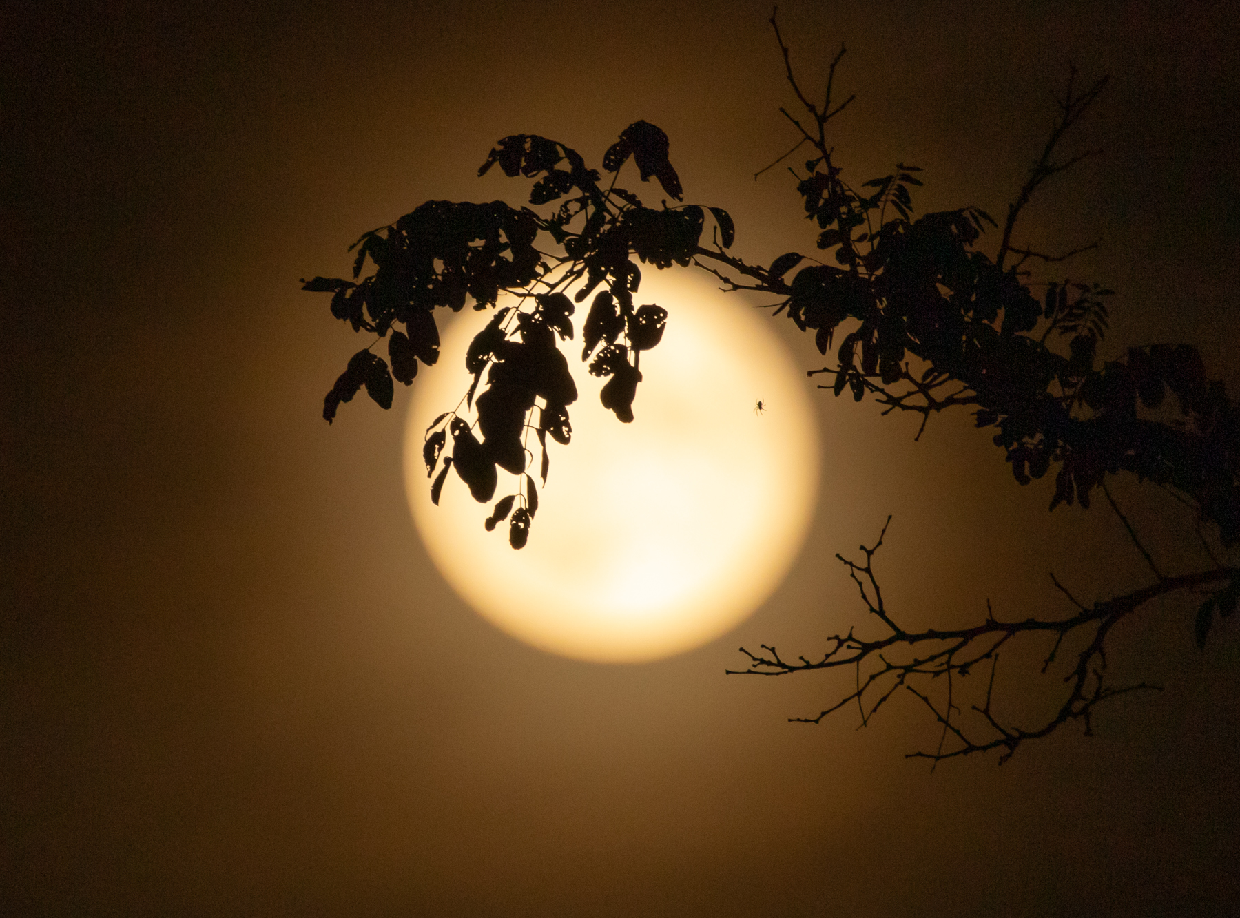 Moon, Black Locust and Spider