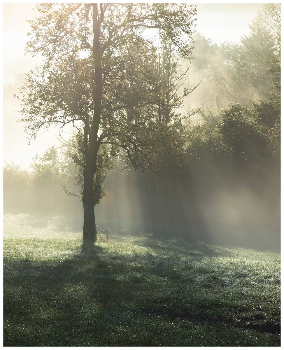 Morning Mist in the Field