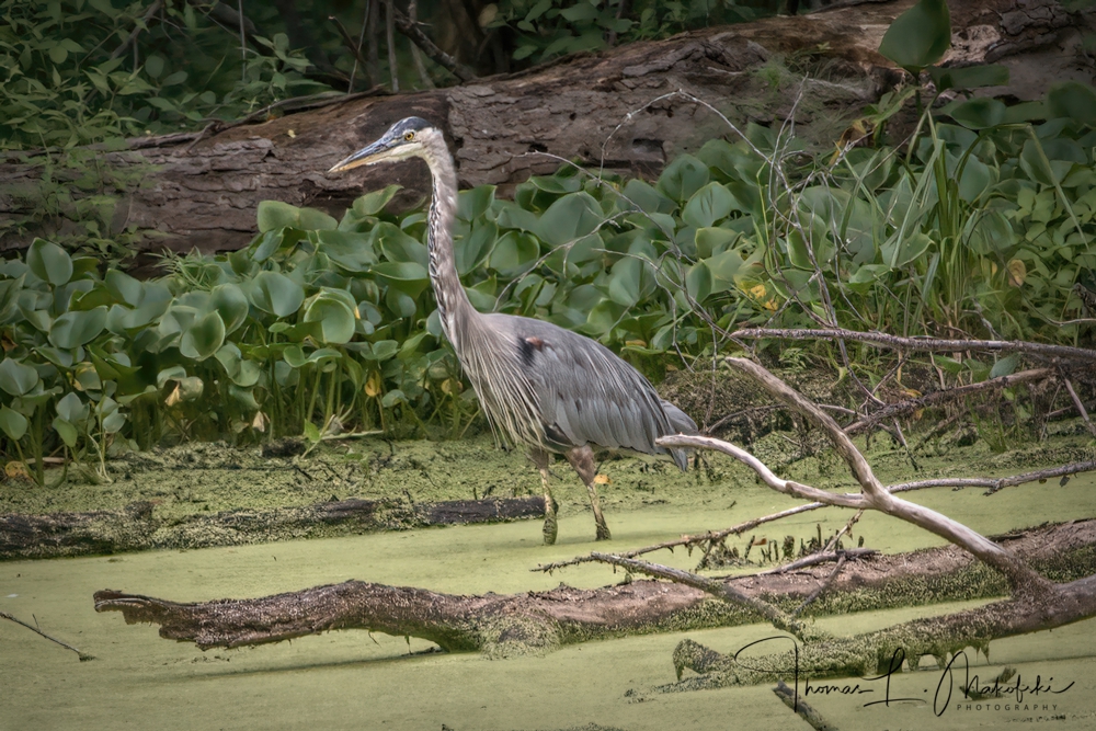 My First Egret