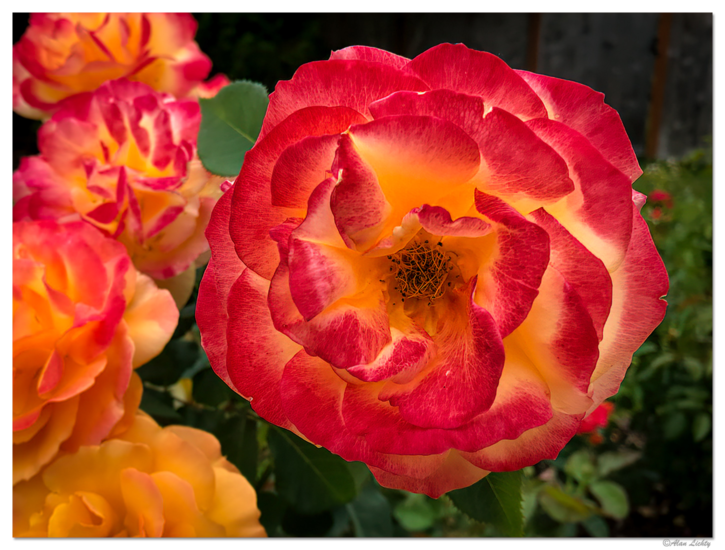 Neighborhood Roses
