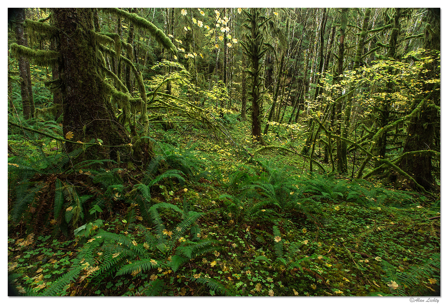 Olympic National Forest