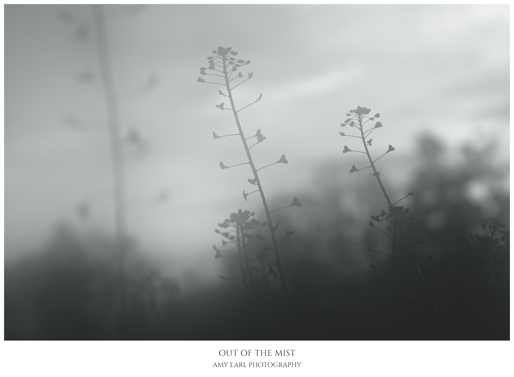 Out Of The Mist