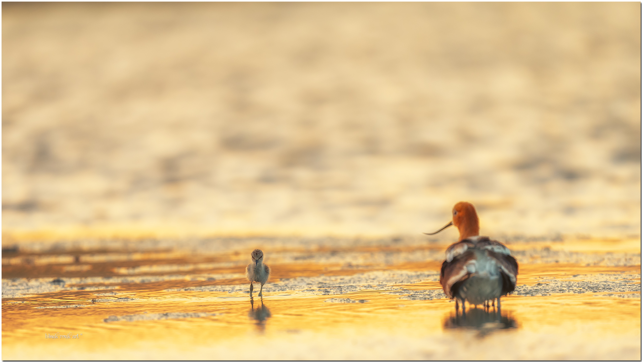 OZA02636AvocetBabyFB.jpg