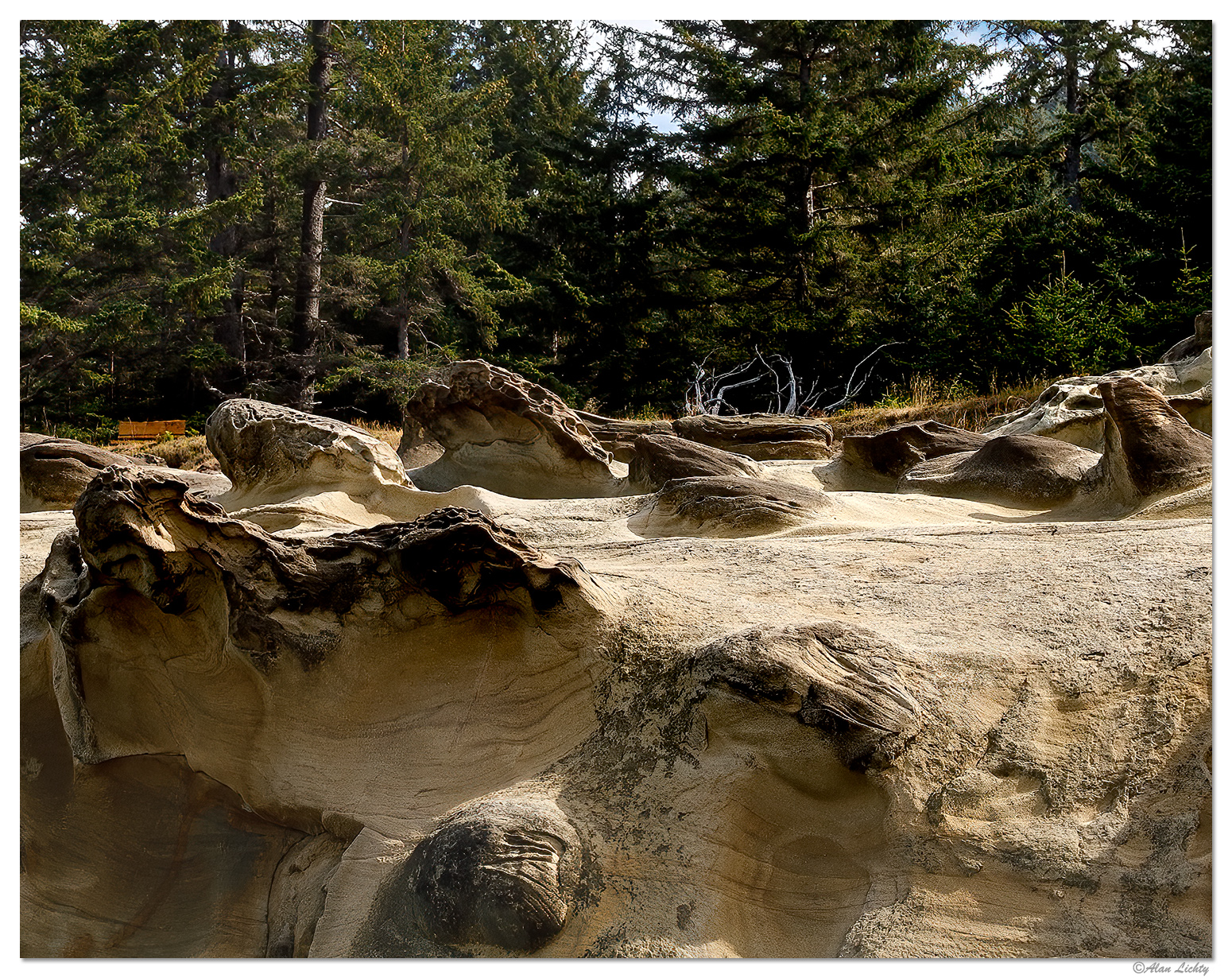 Pacific Bisti