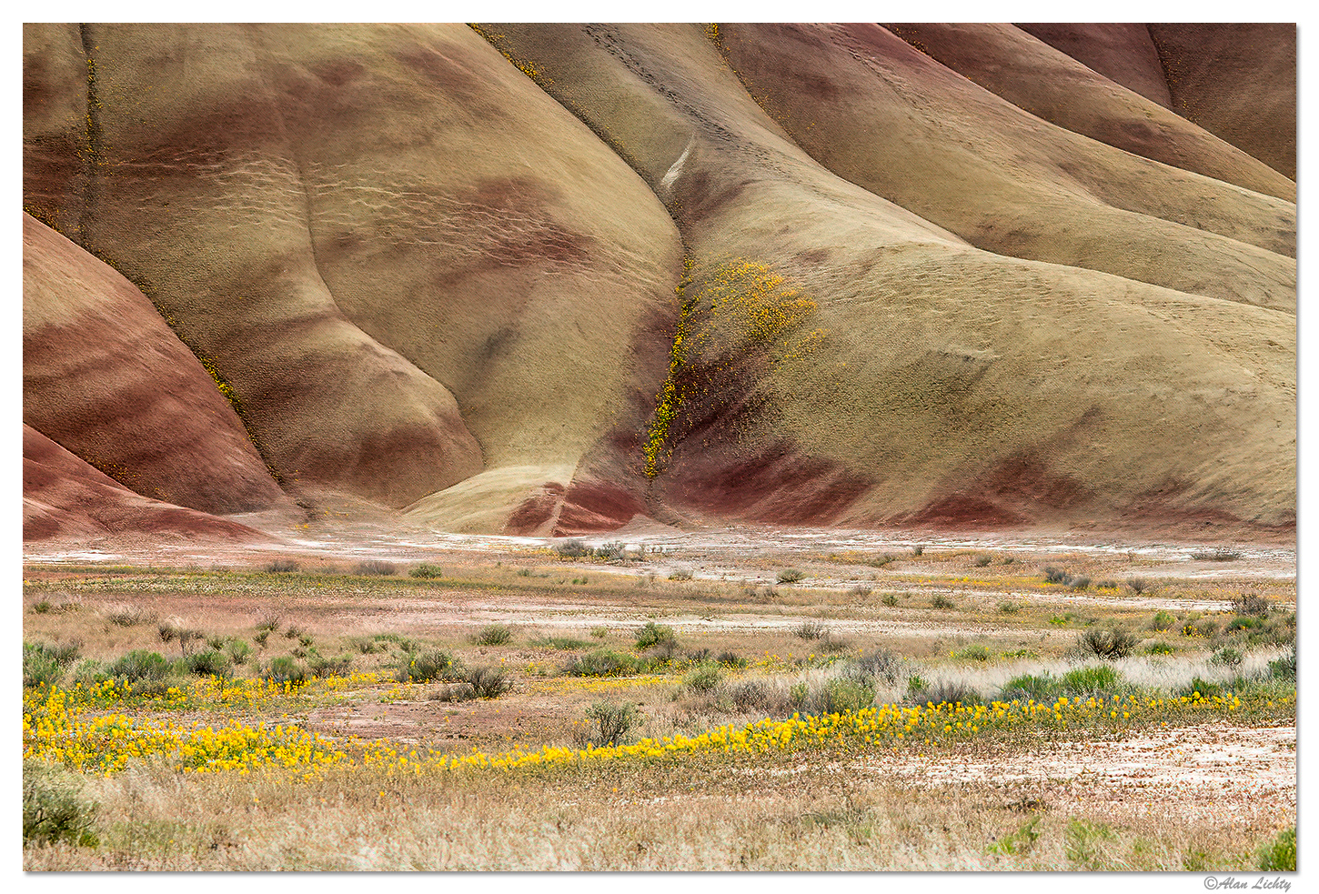 Painted Hills Flowers