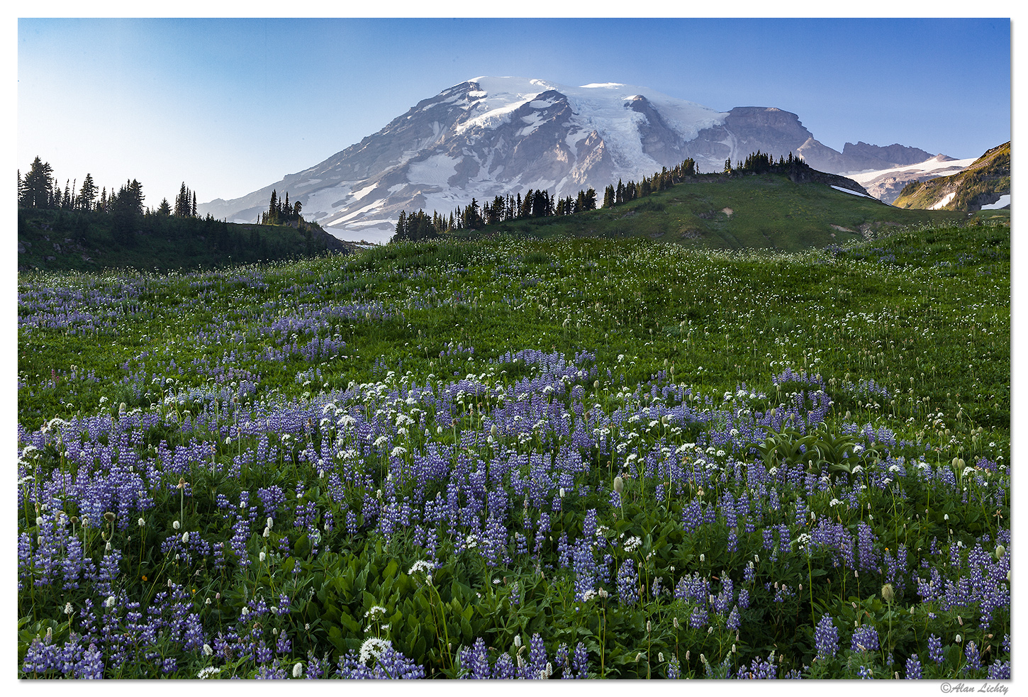 Paradise Park Lupines