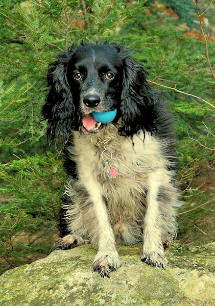 Pepper