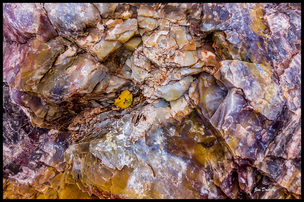 Petrified-Forest-RX_215