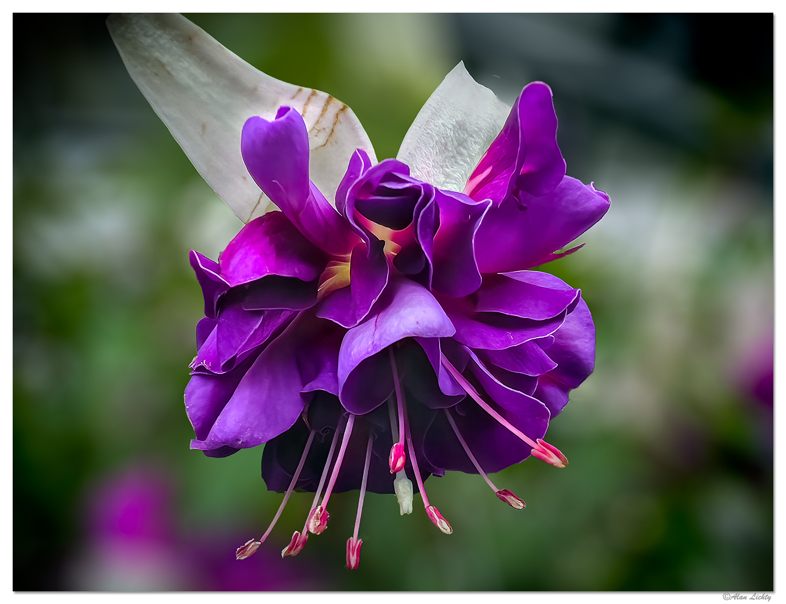 PFuchsia050123.jpg