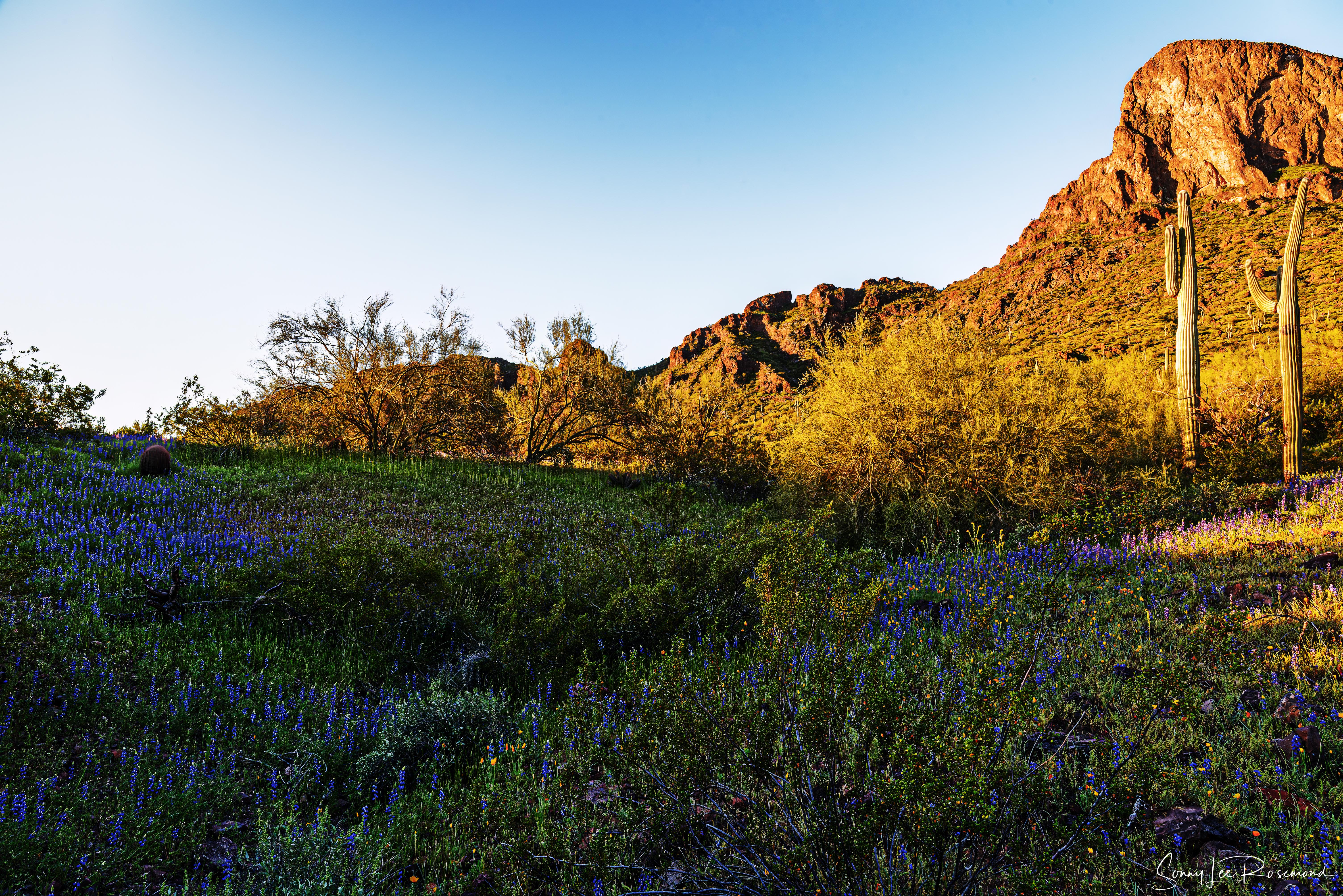 picacho_peak_031823-10