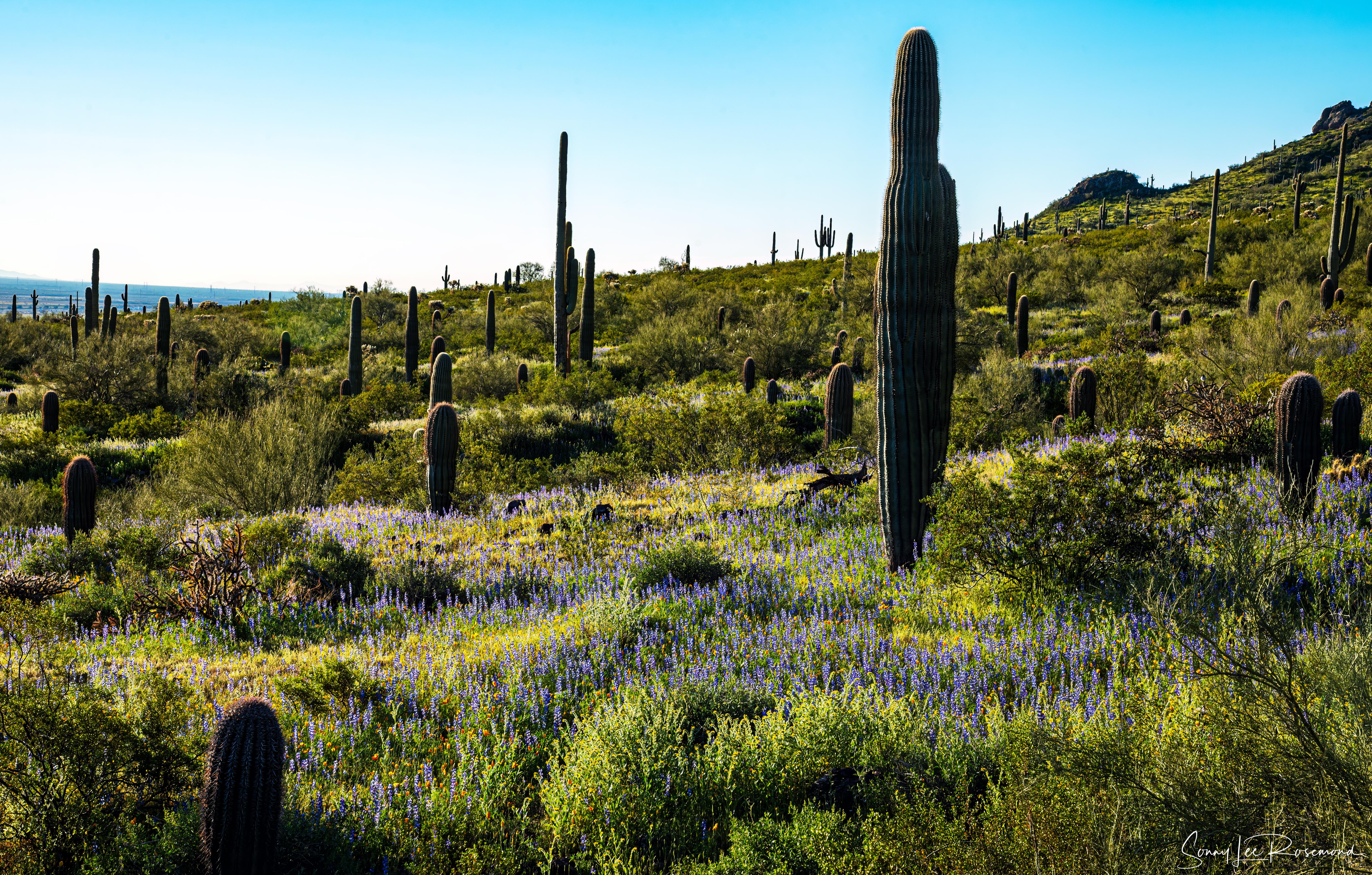 picacho_peak_031823-4