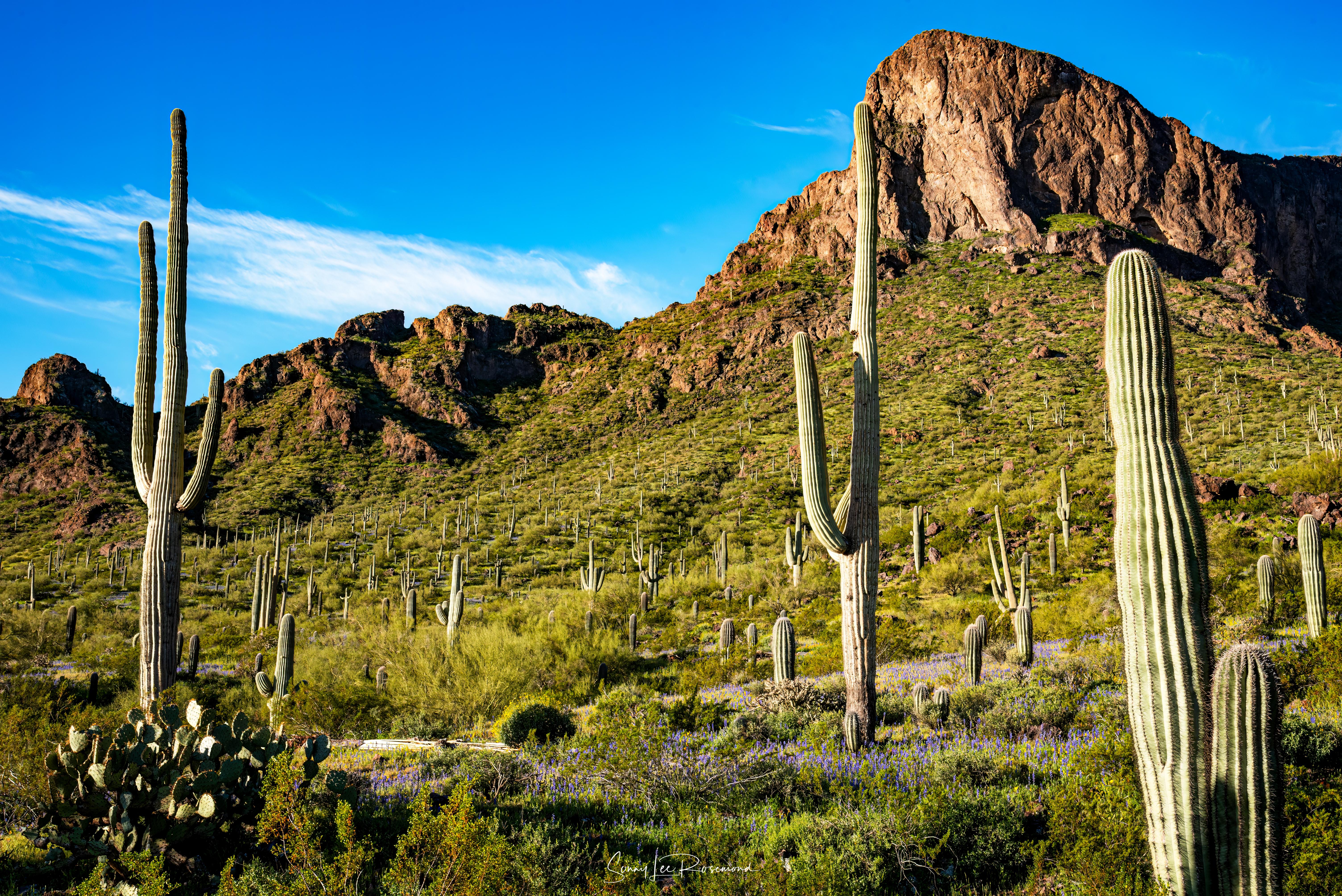 picacho_peak_031823-5