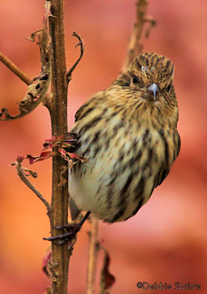 Pine Siskin