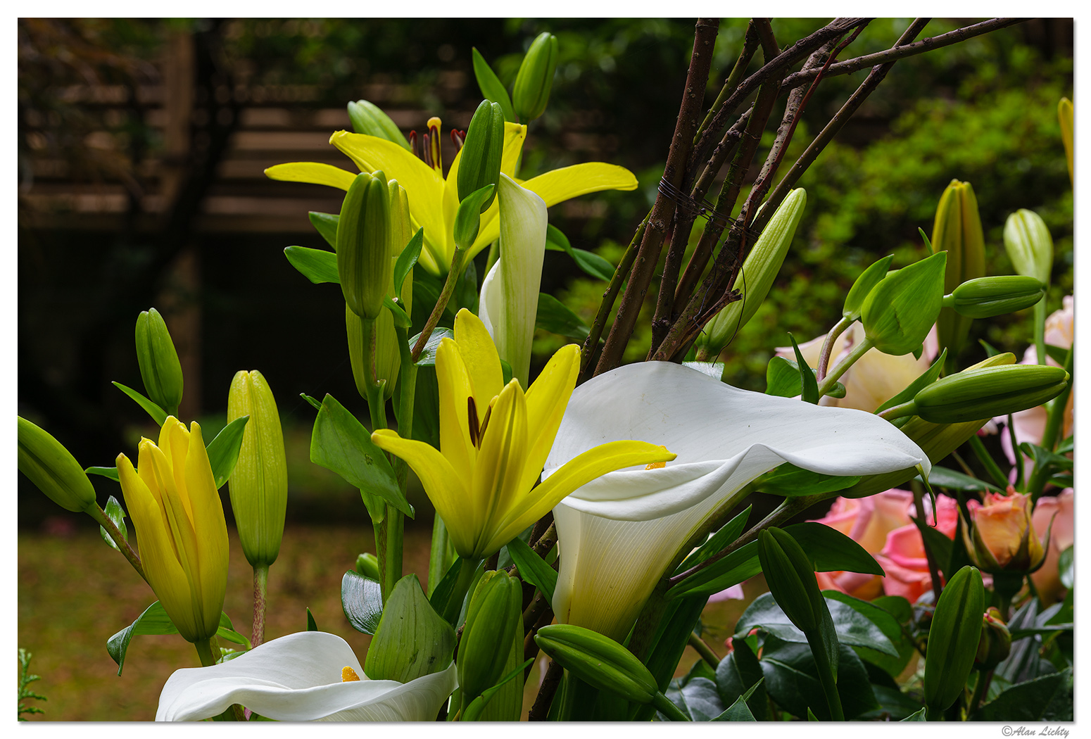 PJG-Lilies.jpg