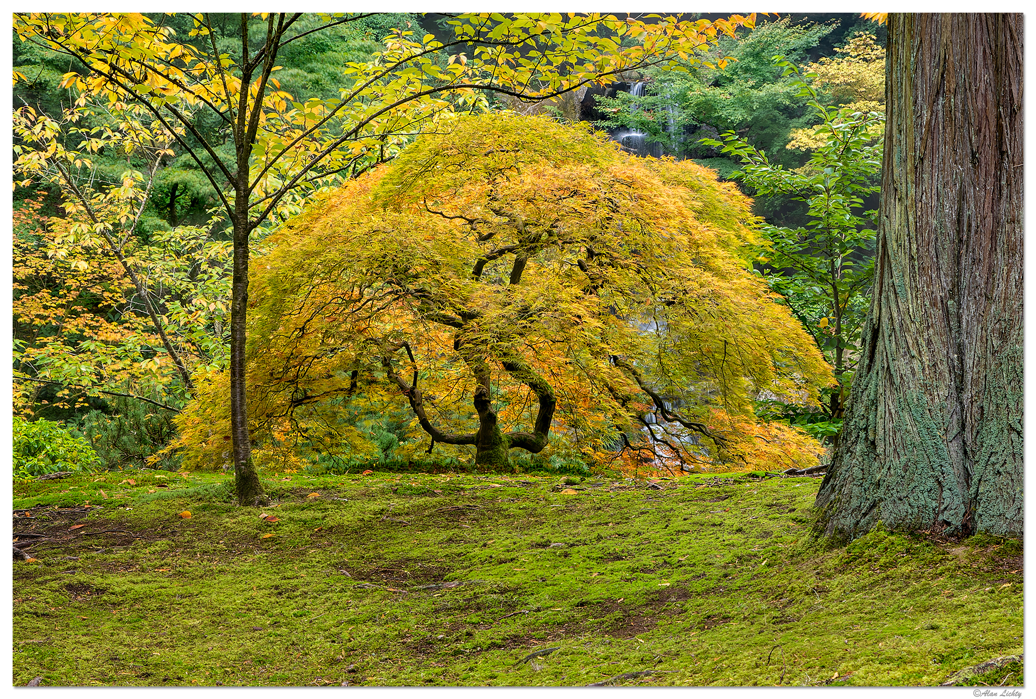 PJG-TheOtherMaple101313.jpg