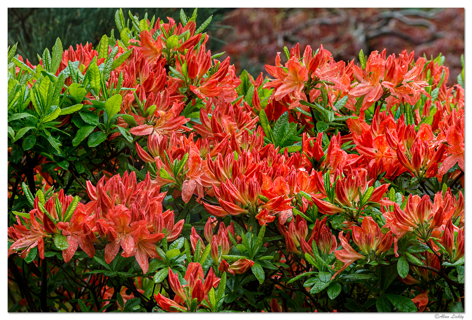 Portland Japanese Garden - Azalea 2