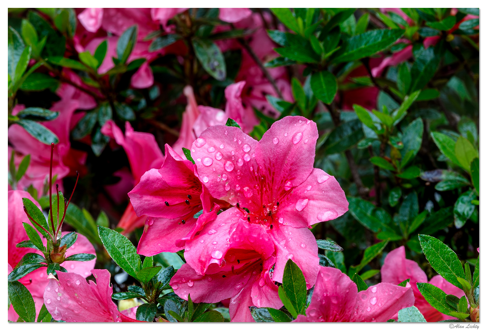 Portland Japanese Garden - Azalea 3