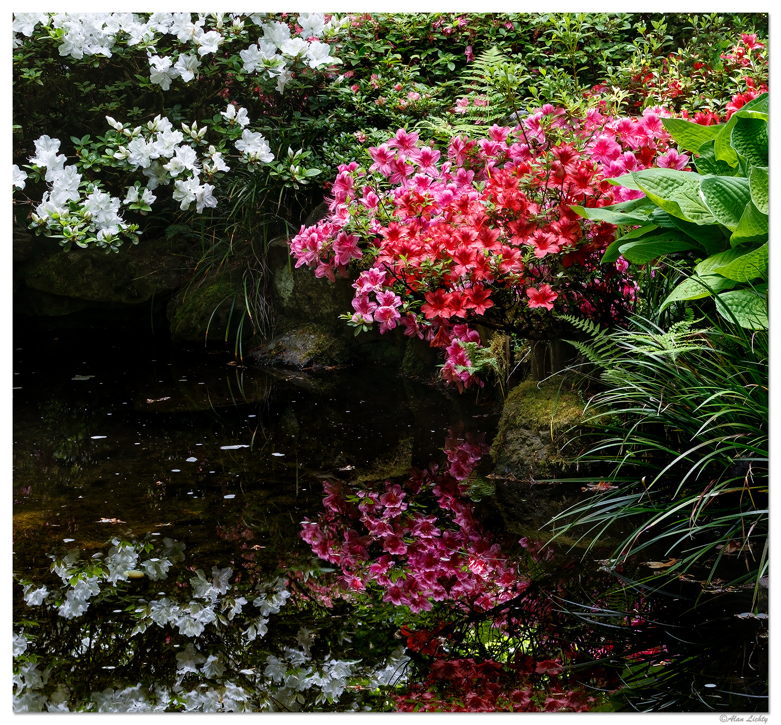 Portland Japanese Gardens - Azalea 1