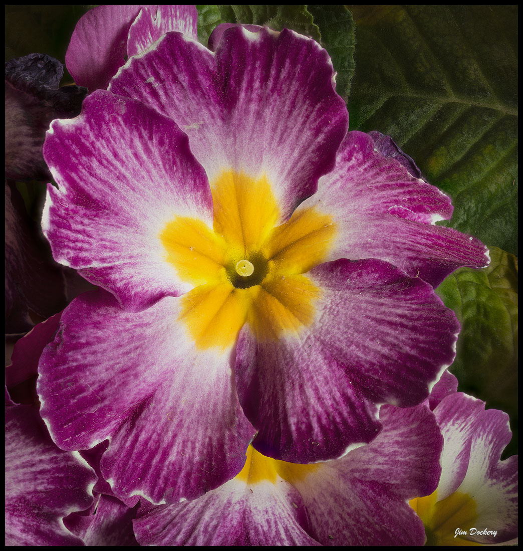 Primroses-FS-10