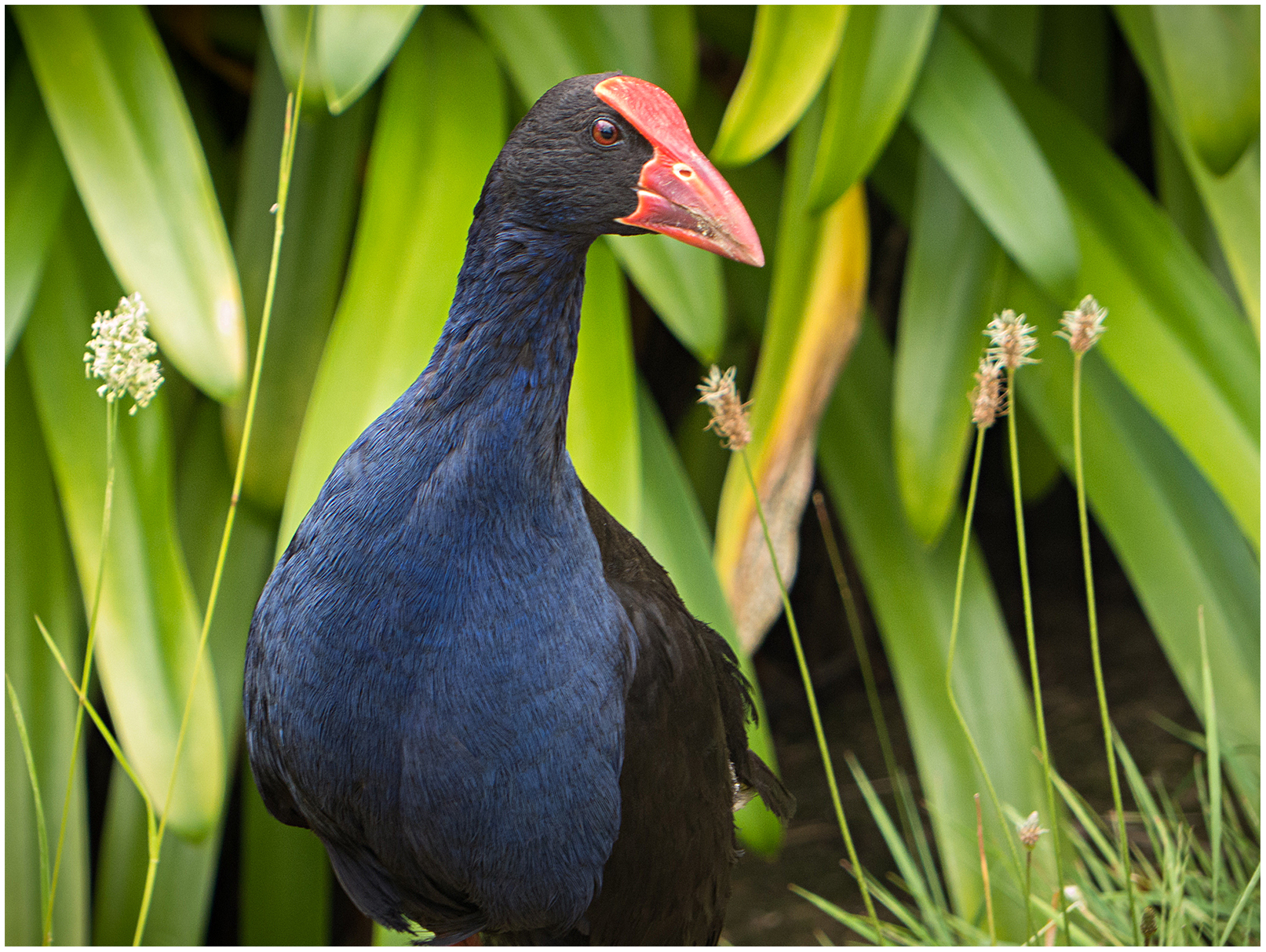 Pukeko
