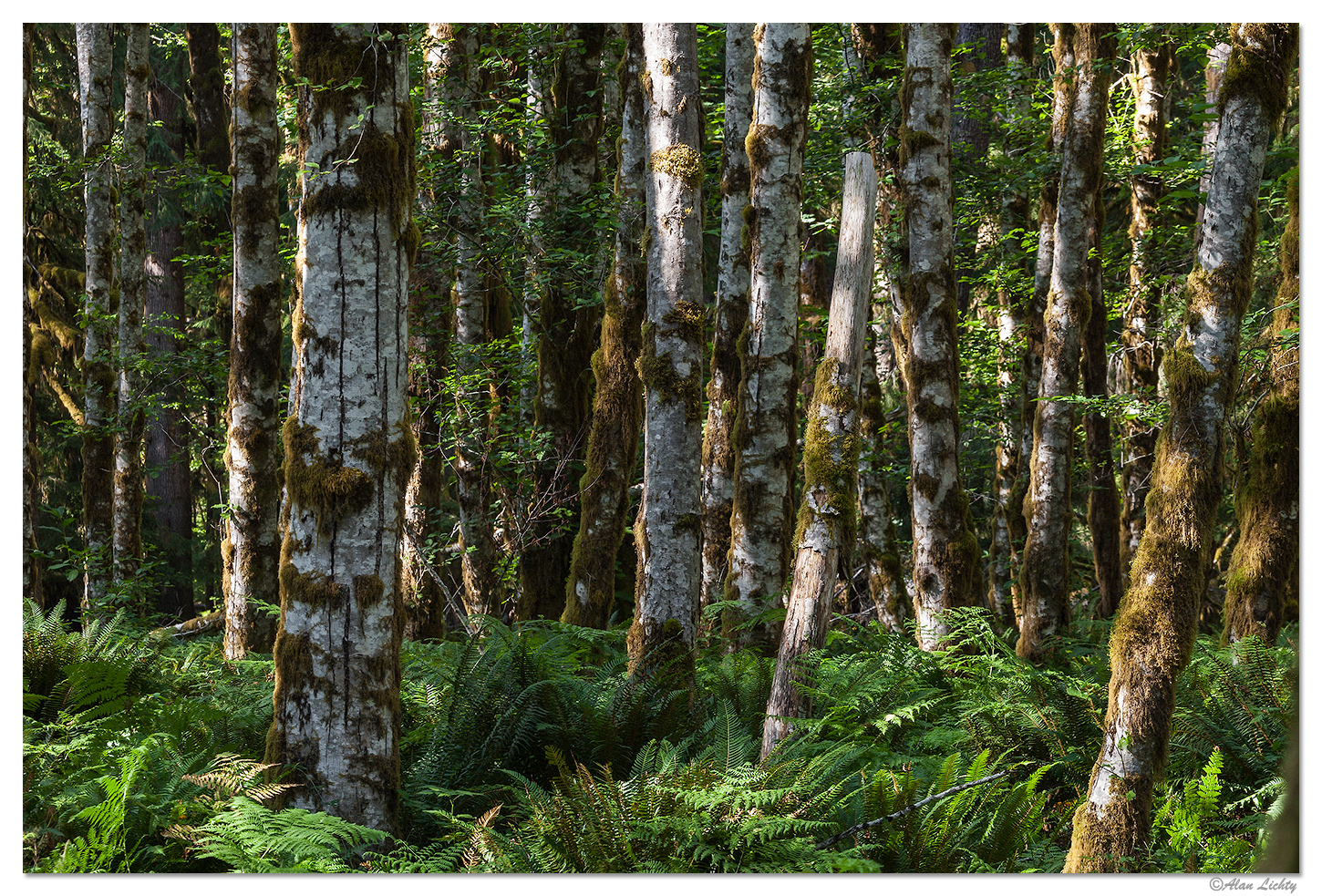Quinault Alders