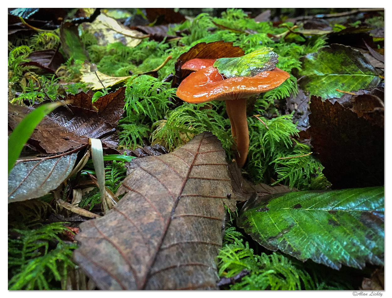 Rain Forest Floor