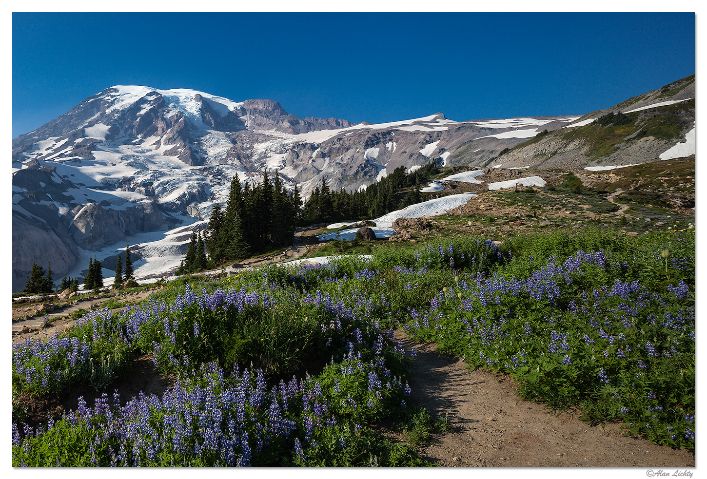 Rainier-Paradise Park Flowers