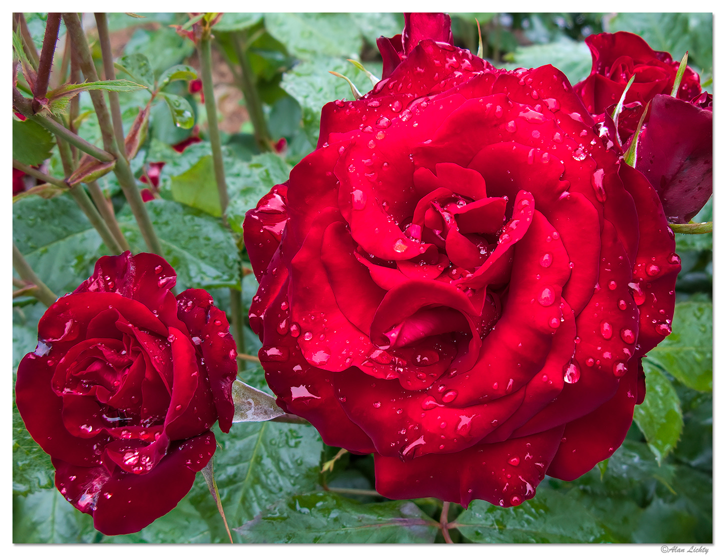 Rainy Reds