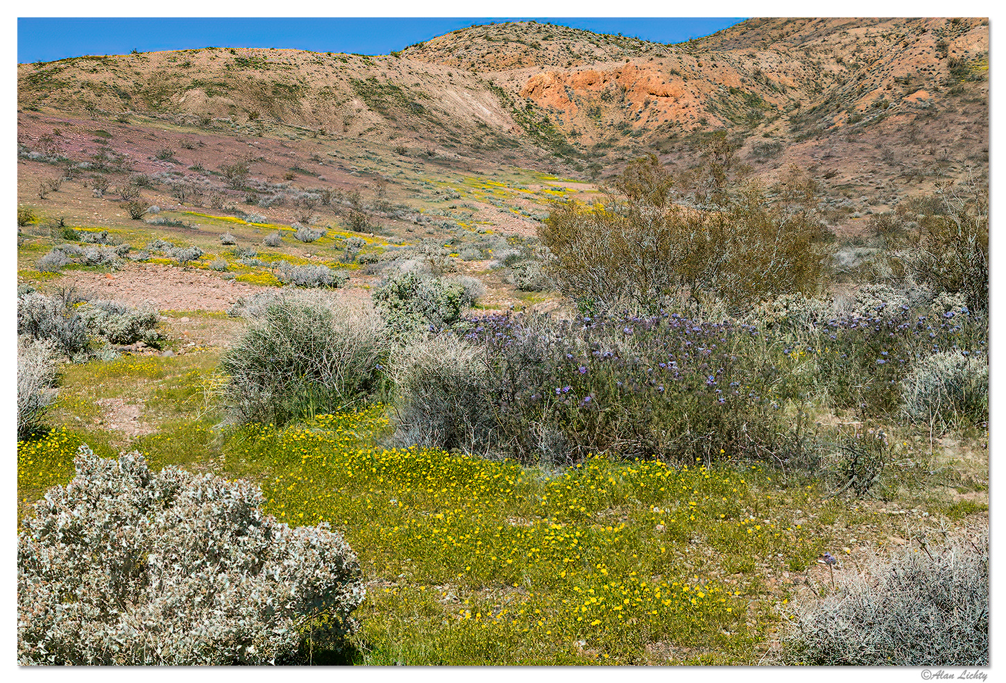 Red Rock State Park Blooms