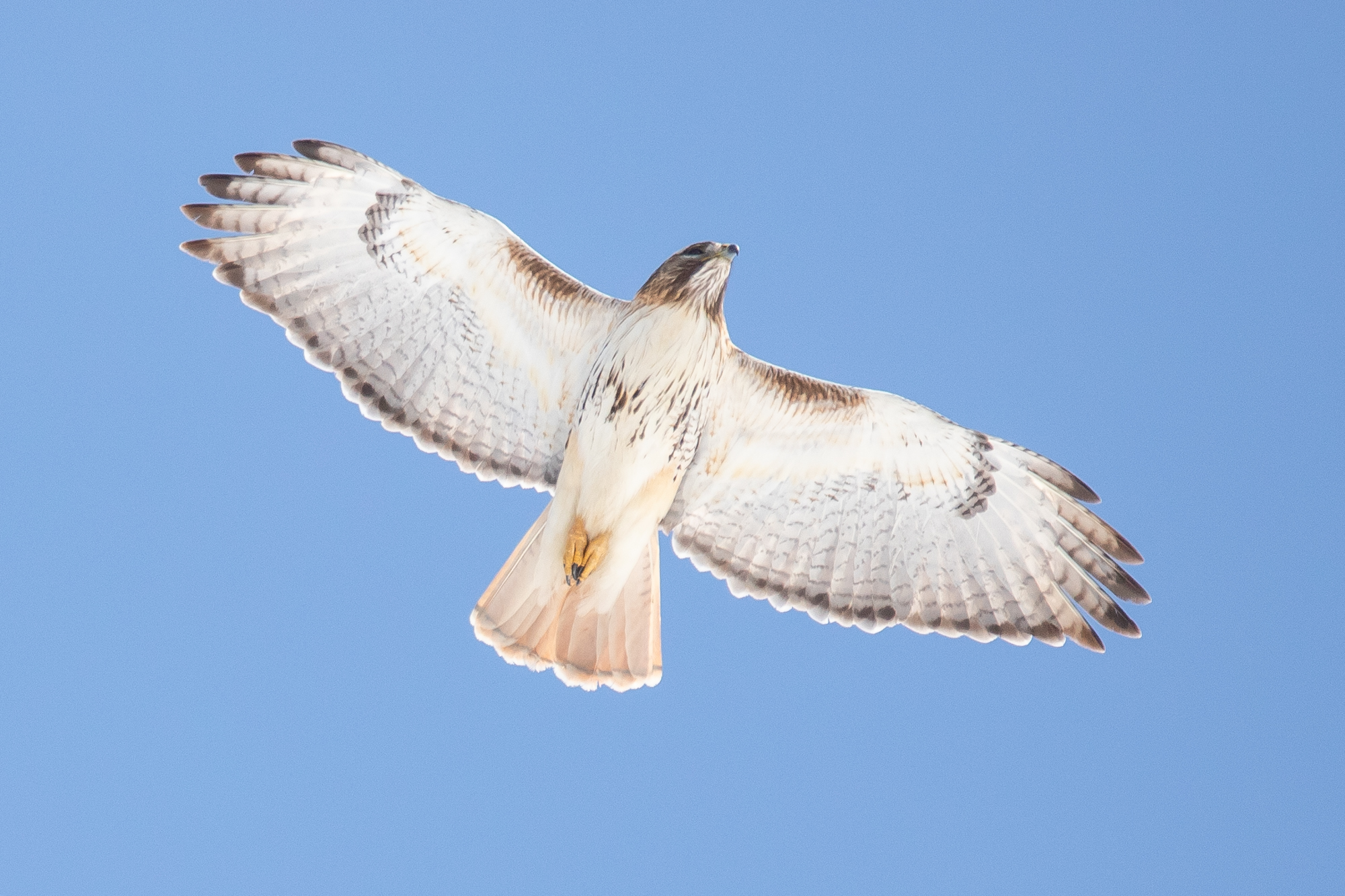 Red-Tailed Hawk