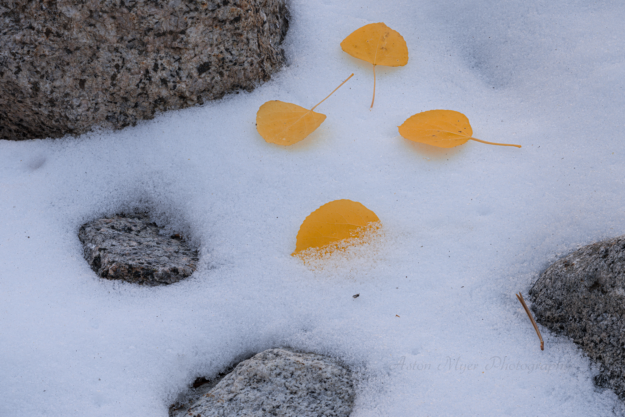 Relenting to Winter.jpg