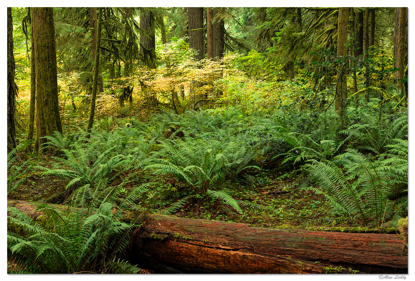 Rim Trail - Silver Falls State Park.
